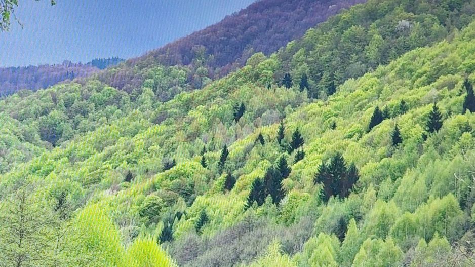 CASĂ\VILĂ DE VÂNZARE\ COMUNA MARGA\JUD. CARAȘ-SEVERIN\COMISION O% - Poză 16