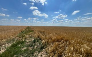 Teren arabil in Nojorid. Investiție sigură la preț excelent - Poză 3