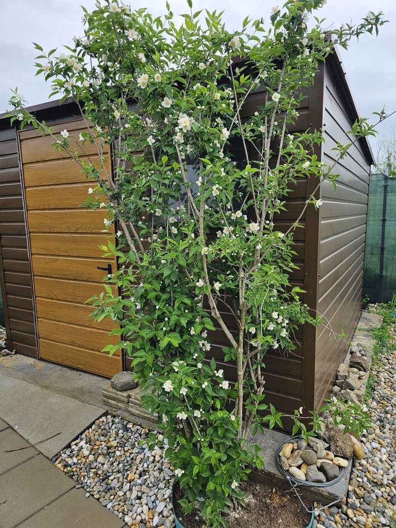 Casă P+1+pod și curte 908 mp – DIRECT PROPRIETAR, Zero comision - Poză 12