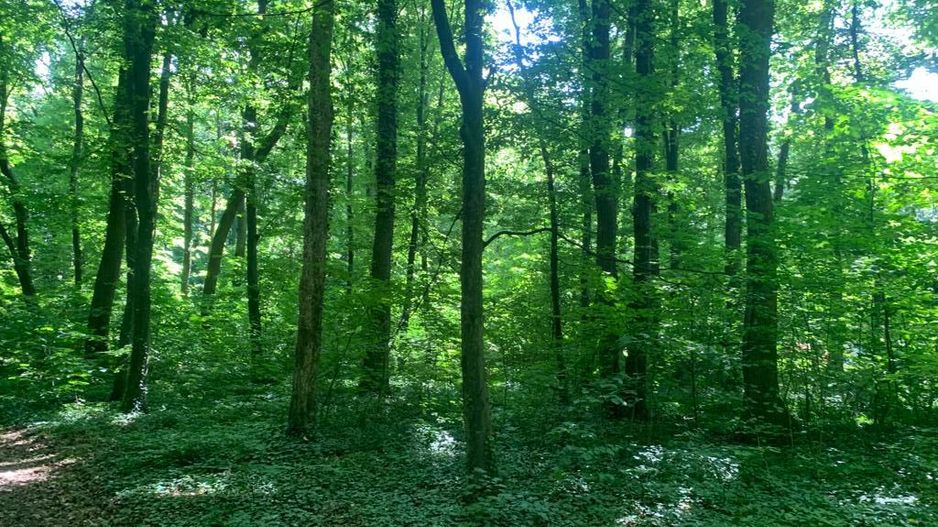 46644 mp teren in Padurea Baneasa proiect exclusivist - Poză 12