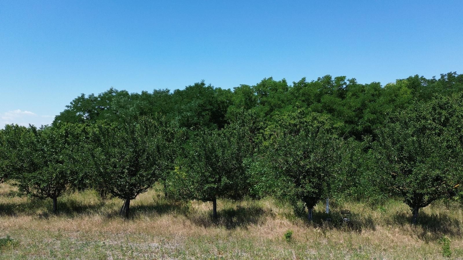 Teren cu livadă – 9.000 mp –la 400 m de ieșirea din Chișinau Cris - Poză 9