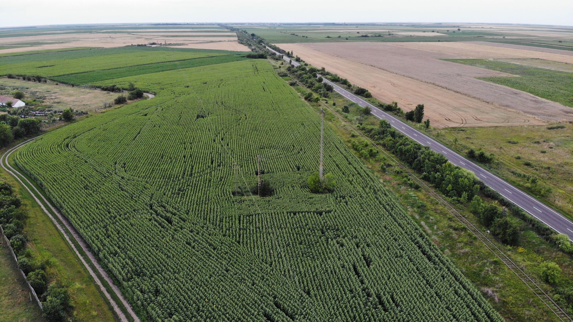 Vand Teren Extravilan Becicherecu Mic(zona industriala) 18.000mp,Utilitati - Poză 2