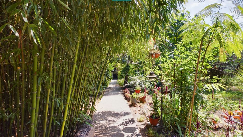 Casă cu livadă de pomi în Dorobanți - Poză 19