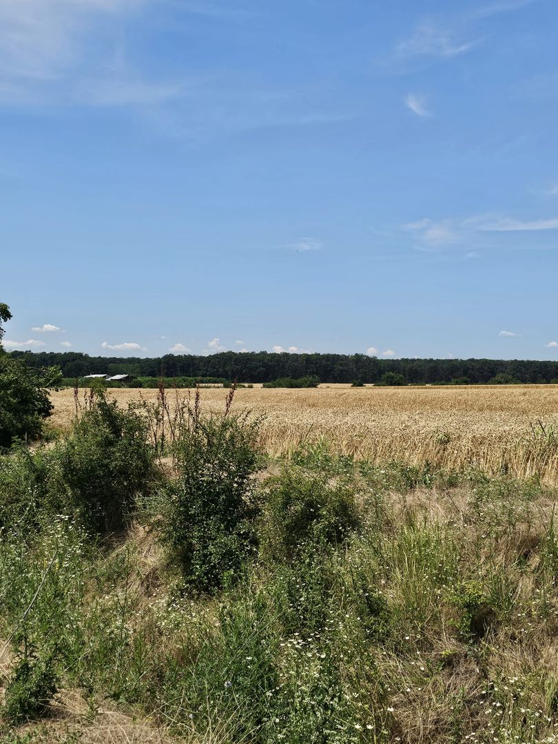 Vanzare Teren Intravilan Buftea, 750mp, str. Ulmului, Pista Biciclete - Poză 6