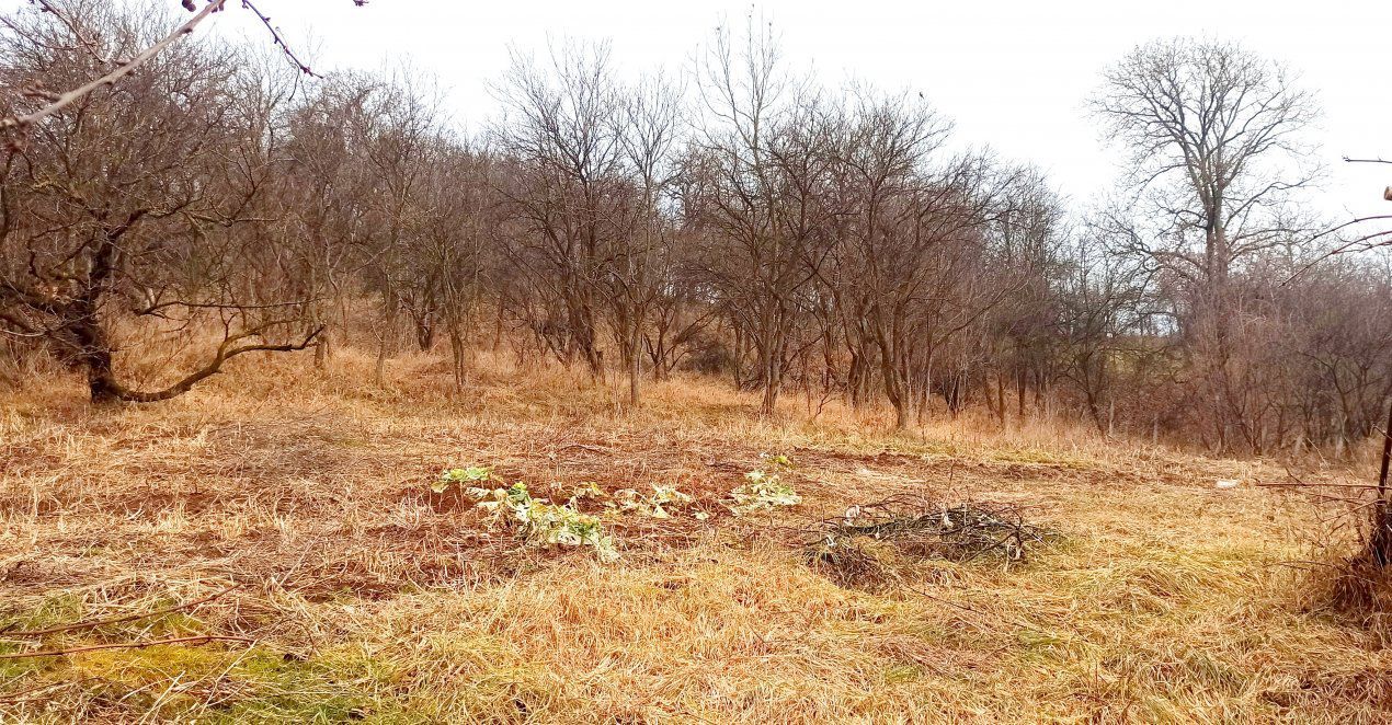 Casa cu teren generos | front 24.5 m - Poză 11