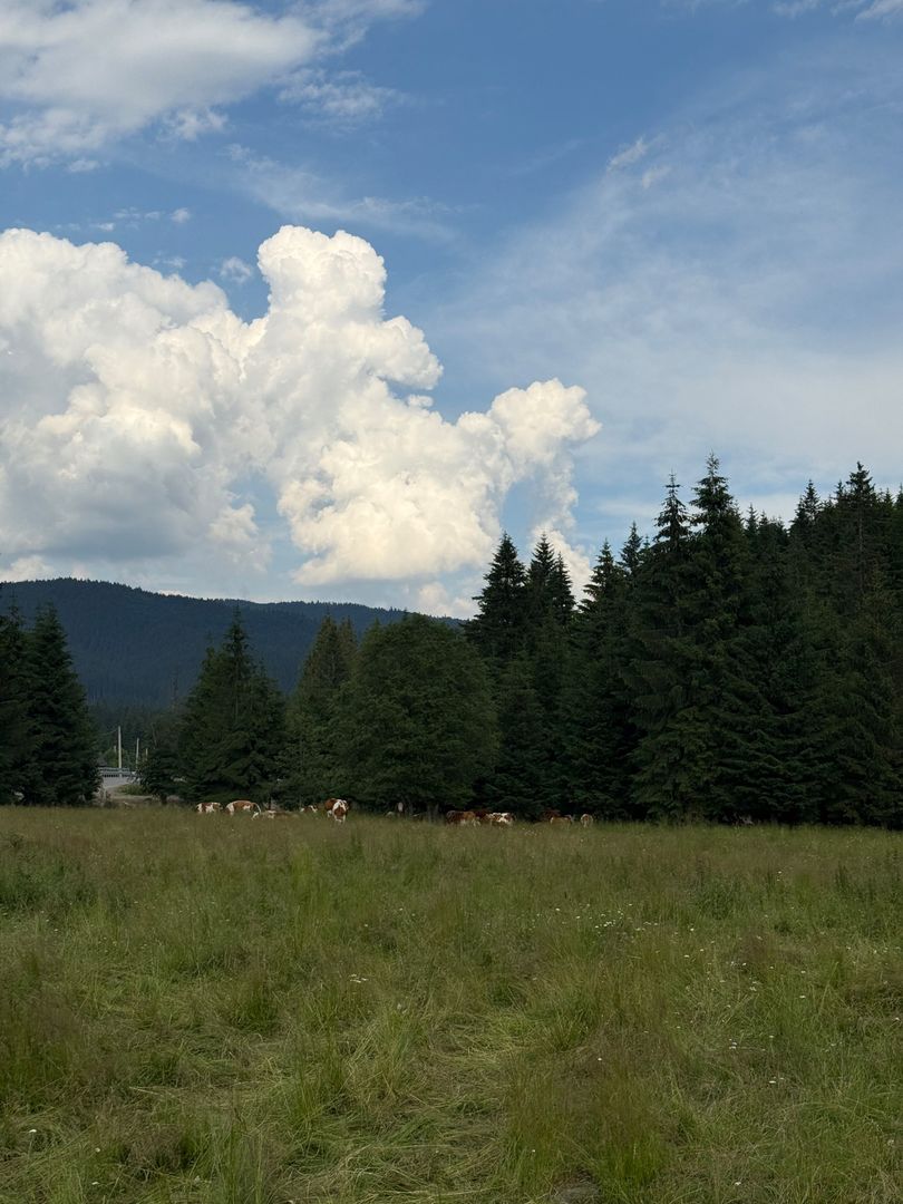 PARCELE DE VÂNZARE, pe malul râului BÂSCA, COMANDAU, COVASNA - Poză 12
