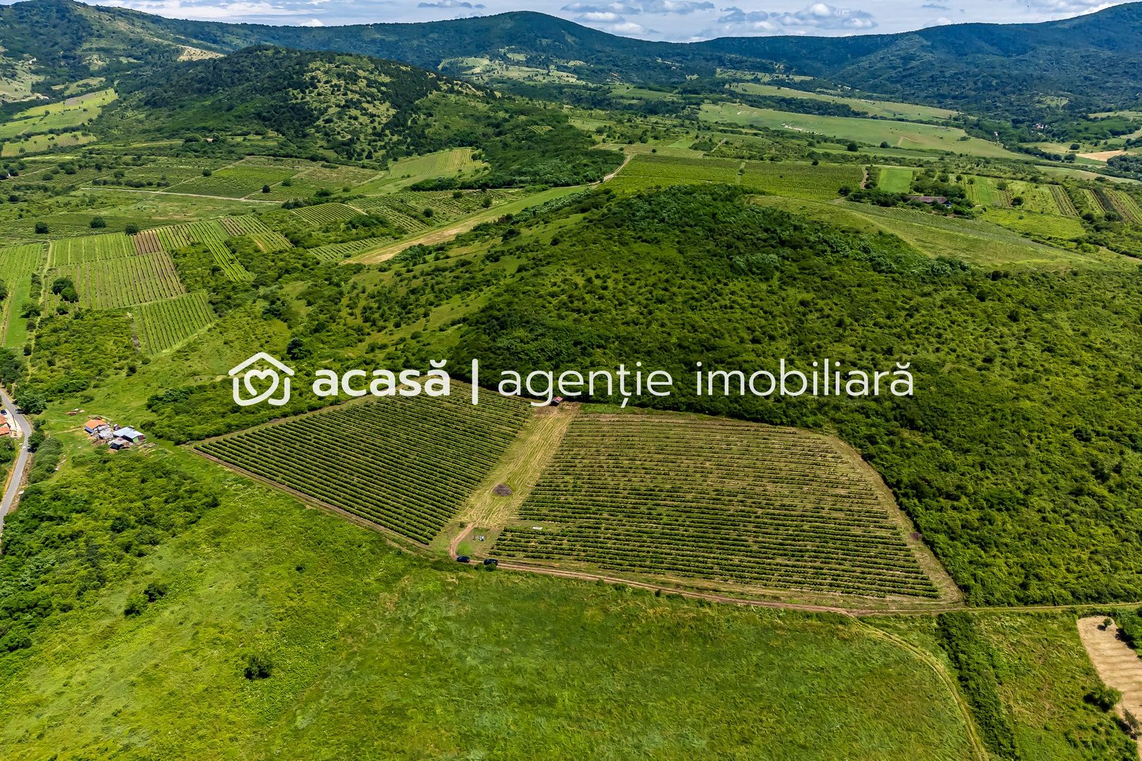 PRET REDUS Oportunitate de afacere, Teren cu vita de vie - Poză 3