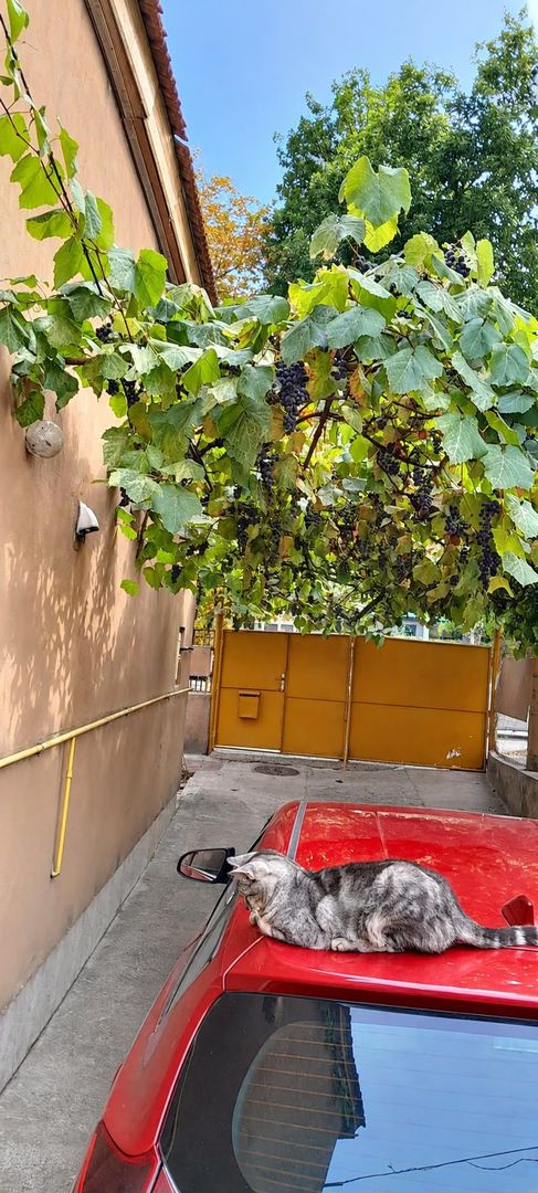 Casa individuala cu 5 camere in zona Dâmbovița din Timișoara - Poză 11