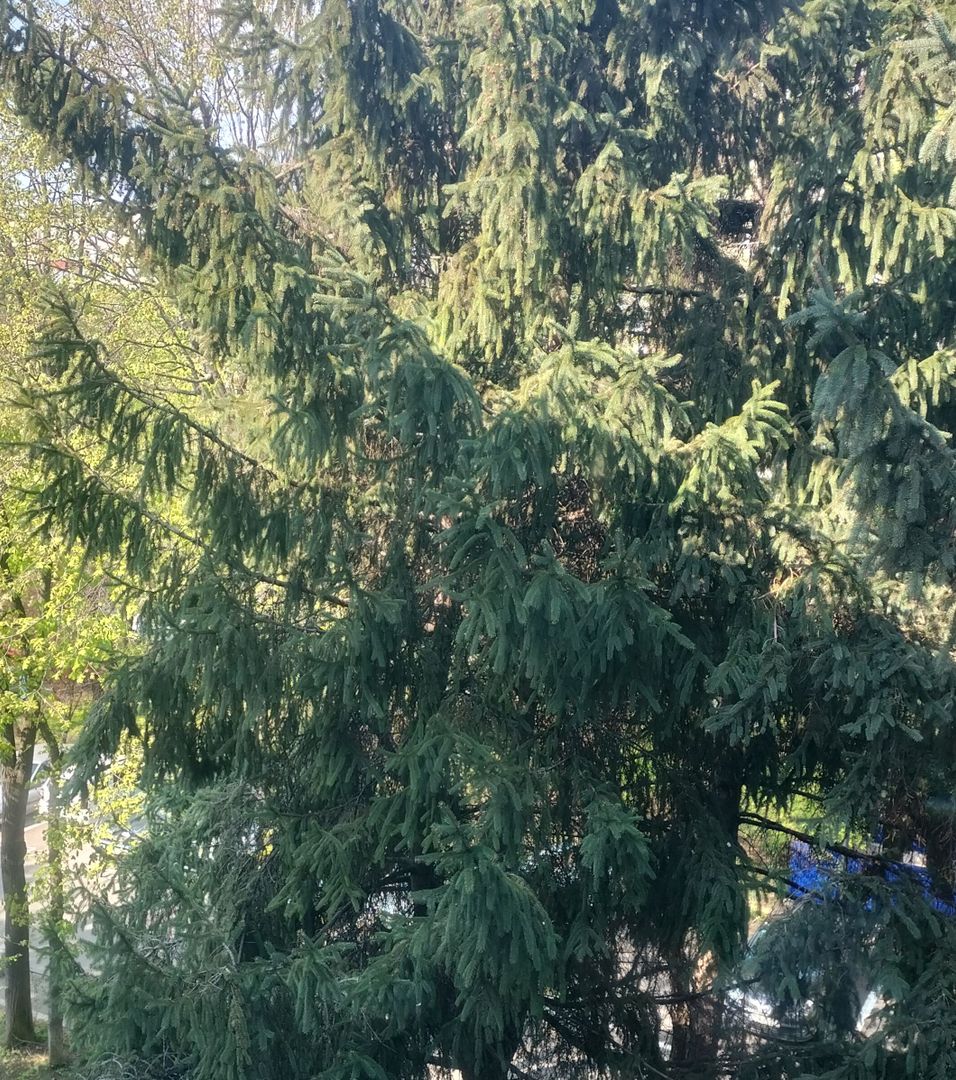 Apartament 4 camere. Zona Covasna. Intre Bld. Obregia si Bld. Brancoveanu. - Poză 5