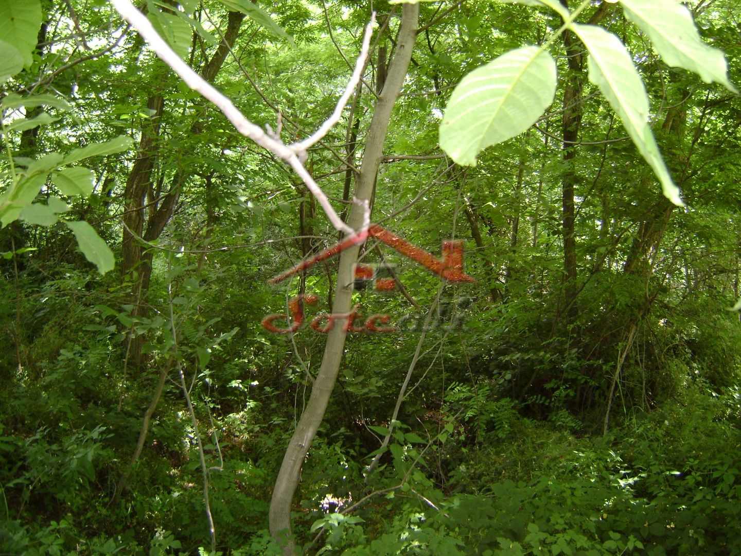 Teren de vanzare Cornu 3074 mp - Poză 8