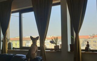 Apartament 3 camere , Torontal - Poză 4