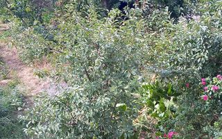 Teren constructii intavilan de 600 mp, Popesti-Leordeni - Poză 4