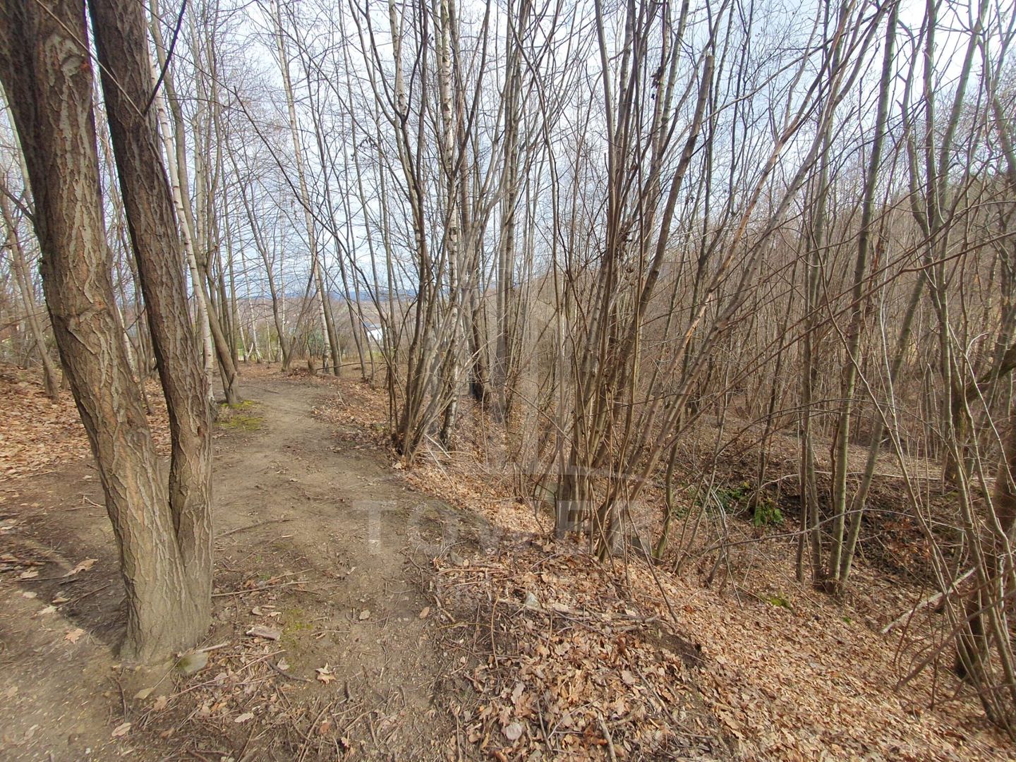 Teren Intravilan 2.938 mp | Tocile - Poză 8