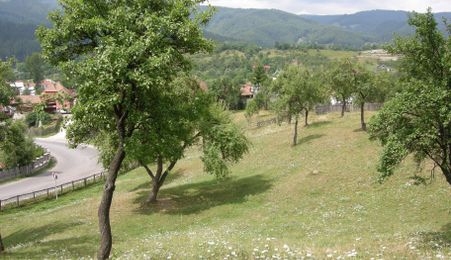 Teren intravilan 3214 mp în Rucăr cu deschidere 56 m în DN73