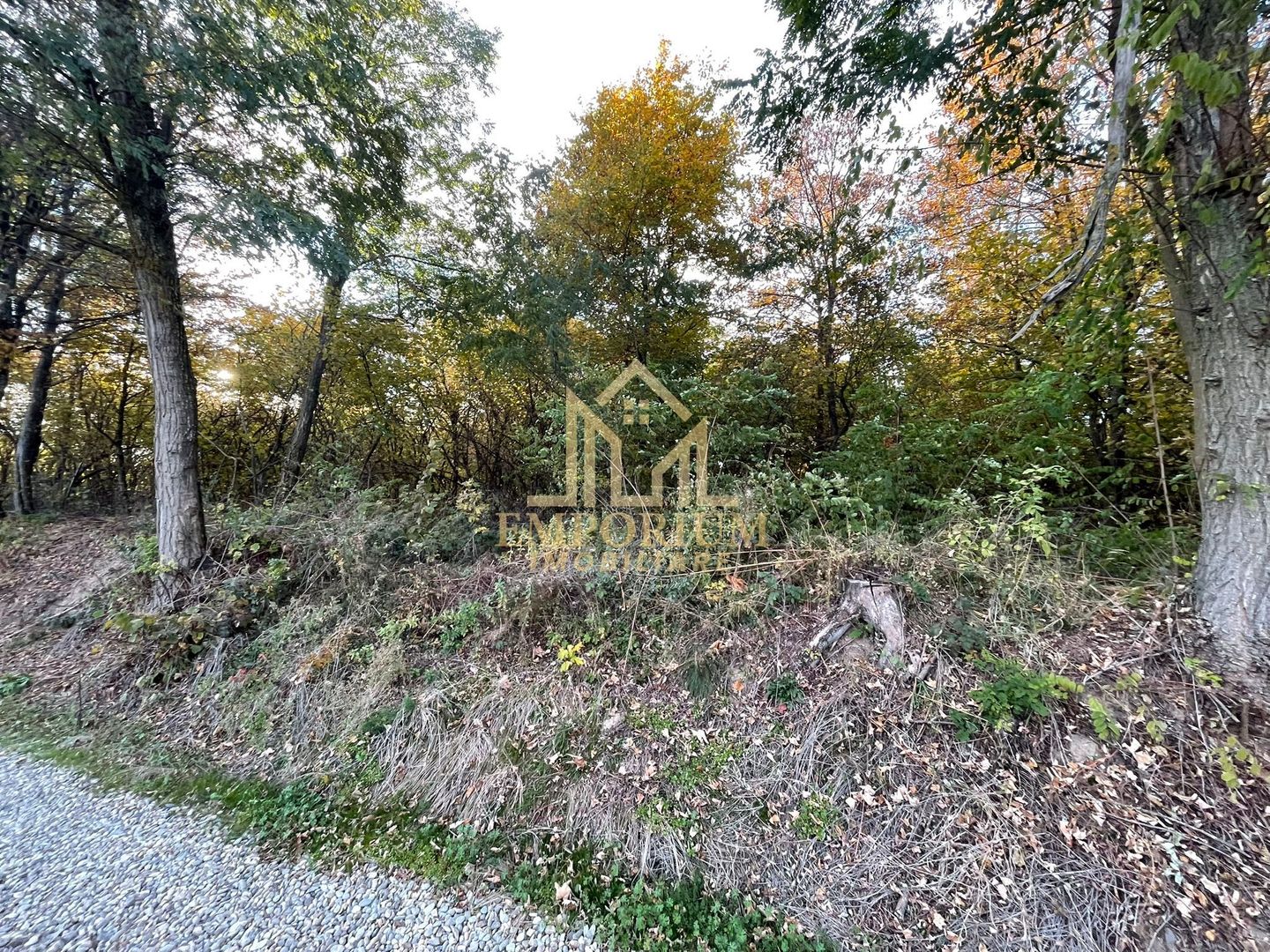 Teren Extravilan, Ciurila, Padurea Faget - Poză 5