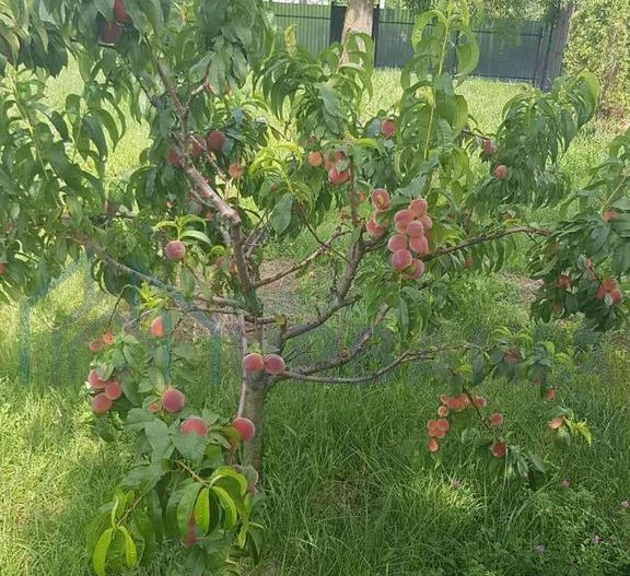 Teren intravilan de vânzare - 6200mp, pădure în apropiere - Poză 15