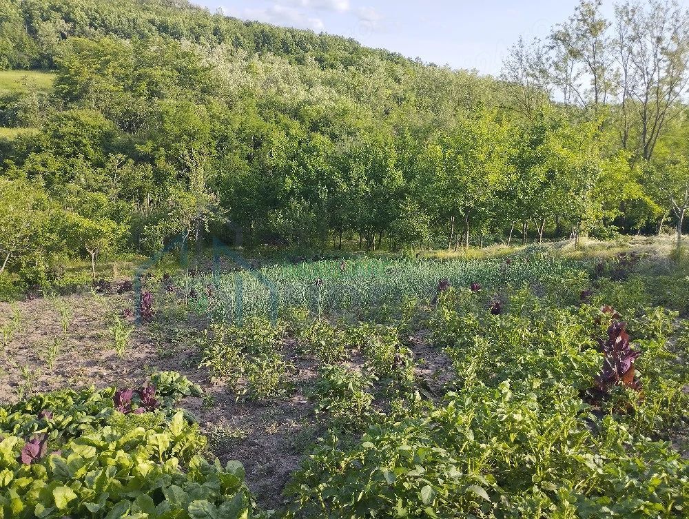 Casă bătrânească de vânzare în Totoiești – teren intravilan 2128 mp, cu fântână, beci, anexe și livadă - Poză 4