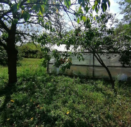 Casa 3 camere + Anexe, garaj, teren 2500 m2, an 1974, CT, Magurele, PH - Poză 11