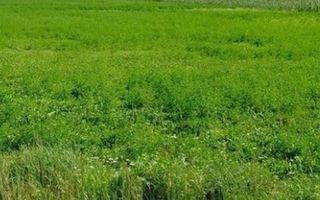 TEREN INTRAVILAN 1599 MP, BUGHEA DE JOS, ARGES - Poză 1