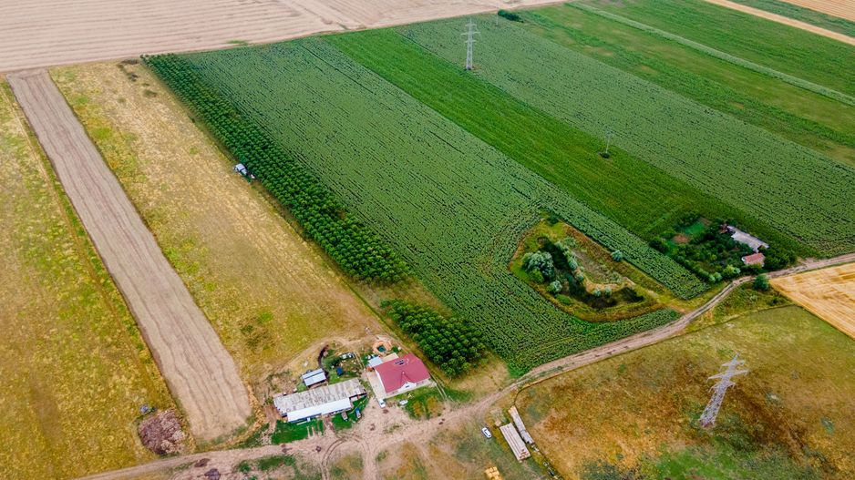 Teren cu plantație de arbori Paulownia, 1.25 ha - Poză 5