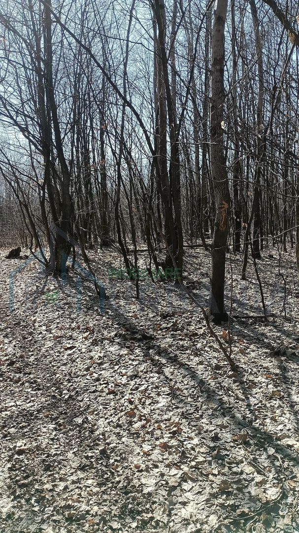 Teren forestier de vânzare, 1 ha, județul Neamț, comunele Rediu Borlești, OS Tazlău - Poză 6