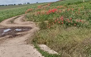 Teren intravilan de vânzare în Dancu – 2 loturi, 550 mp și 553 mp - Poză 6