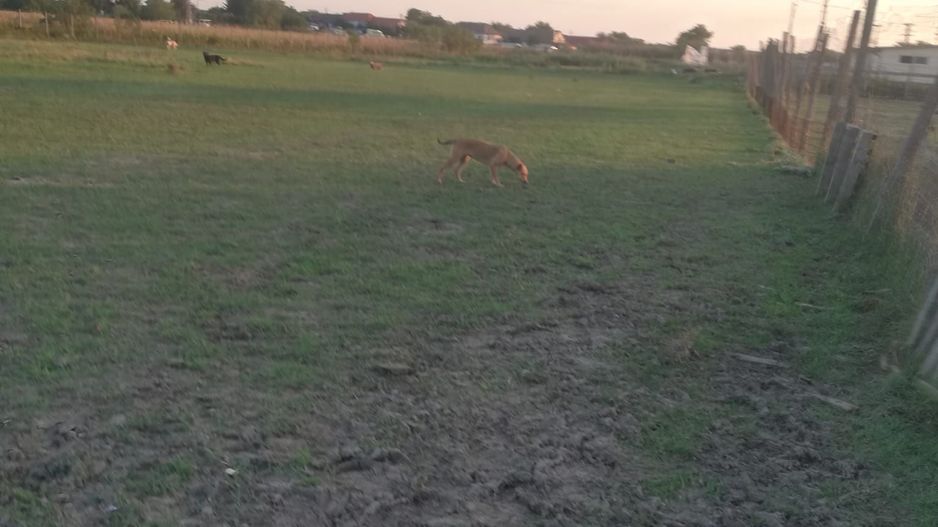 Ferma de vânzare - Poză 3