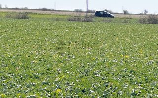 Teren 20.141 mp de vanzare in zona Aeroportului Oradea - Poză 8