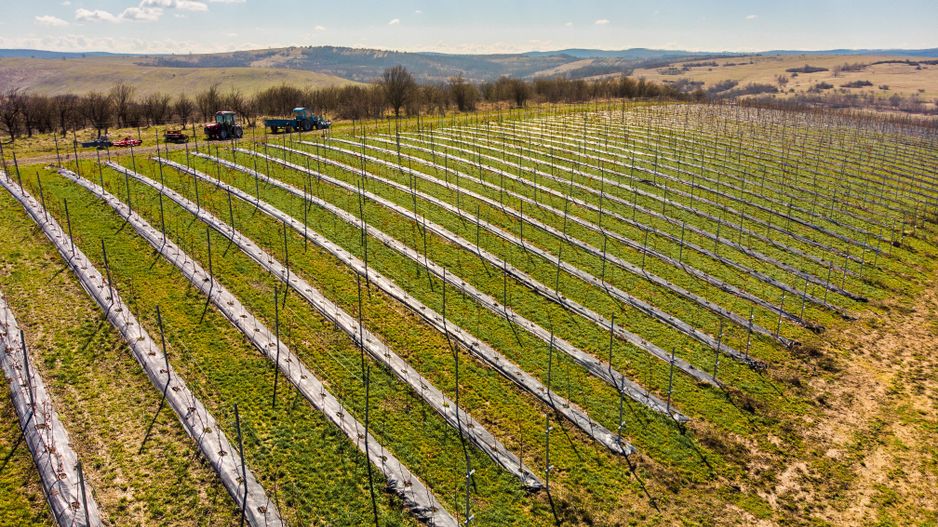 Plantație Bio de mure și zmeură  26,4 ha în Lipova - Poză 2