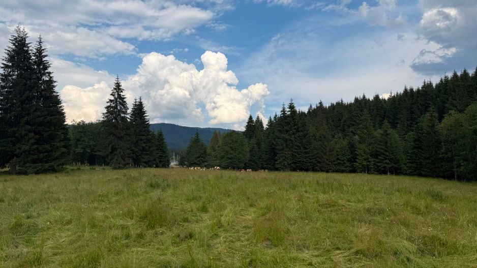 PARCELE DE VÂNZARE, pe malul râului BÂSCA, COMANDAU, COVASNA - Poză 9