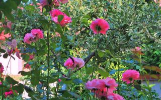 AZURA Imobiliare Pitesti - Casa Gavana Pozitie Excelenta - Poză 75