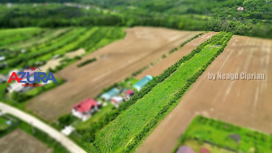 AZURA Imobiliare - Teren Mosoaia - Poză 10