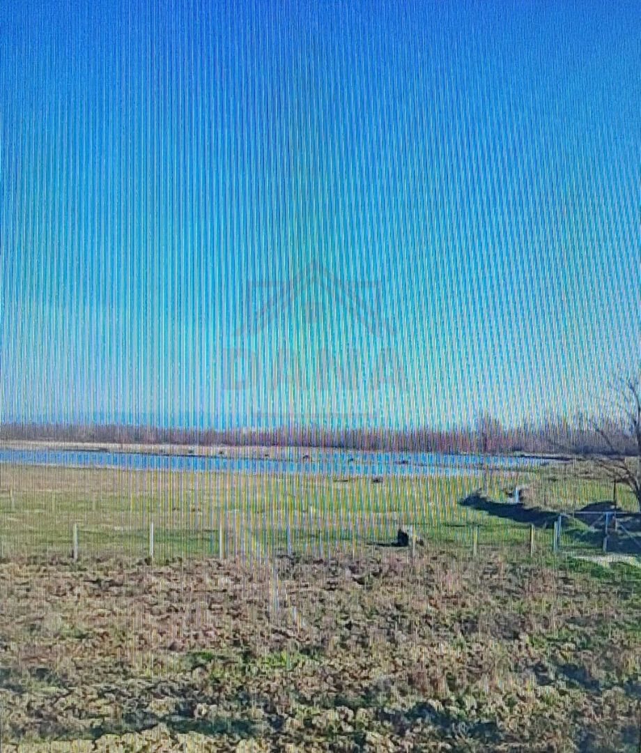 TEREN CU PLANTAȚIE DE TRANDAFIRI ,,ROSA DAMASCENA,\ \CARANSEBEȘ\JUD.CS - Poză 9