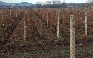 Teren/Loc de casa/Tamboesti - Poză 2