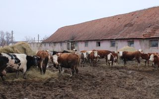 Ferma de Vânzare – Oportunitate Unică! - Poză 27