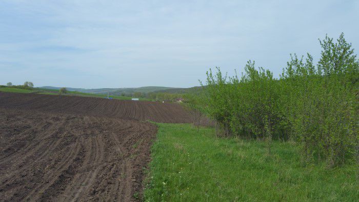 Teren 950 mp, zona Castanilor - lac Delea; - Poză 3