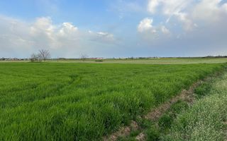 Teren intravilan cu destinatie rezidentiala 7.458 mp Balotesti - Poză 4