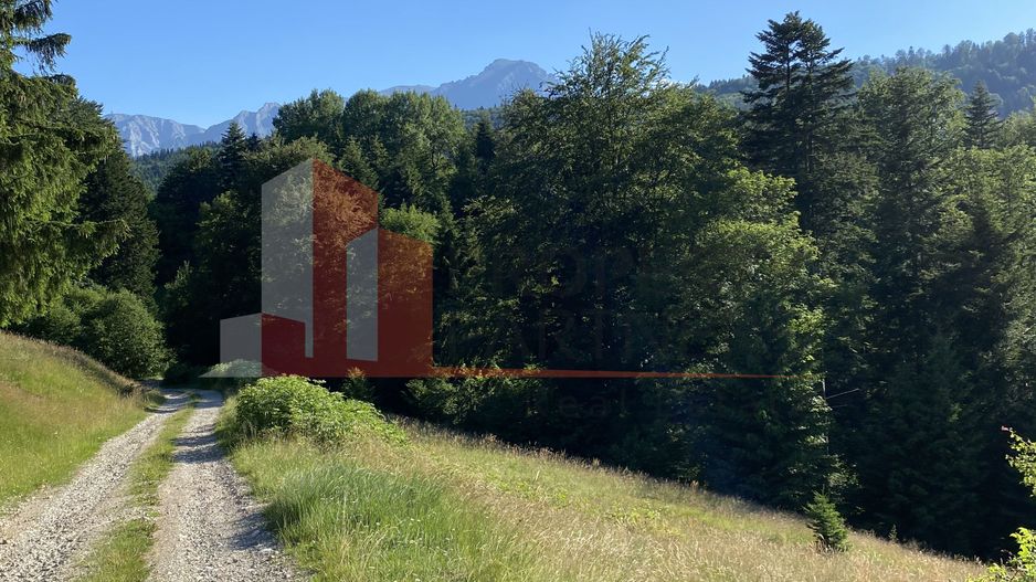 Teren 14400 mp la iesire din Rasnov inspre Pârâul Rece-Trei Brazi - Poză 10
