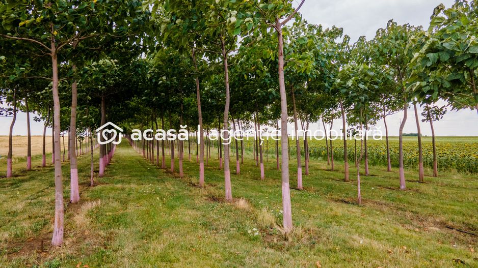 Teren cu plantație de arbori Paulownia, 1.25 ha - Poză 3