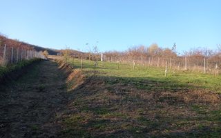 Teren Viisoara 27 ari - Poză 8