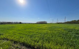 Teren agricol de 24 ari în Ghidighici – aproape de pădure, potrivit pentru investiție sau activitate agricolă - Poză 4
