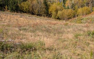 Teren intravilan 1000 mp-ideal cabana, investitie-Colibita - Poză 1