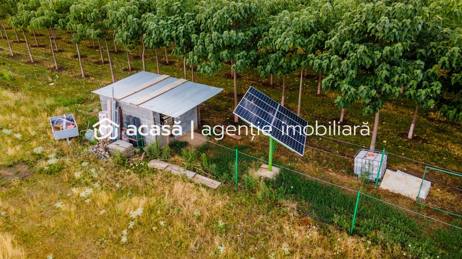 Teren cu plantație de arbori Paulownia, 1.25 ha - Poză 6