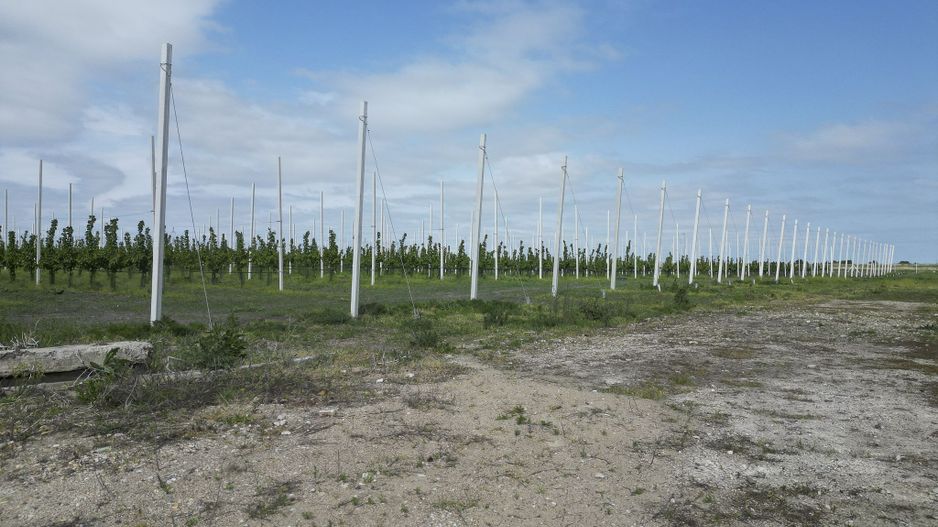 Oportunitate investiție: Livadă de Cireși și Hală - Poză 9