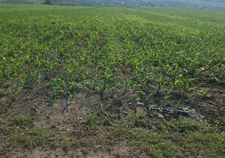 Teren de 6500 mp pentru construcție casă, Popesti - Poză 5