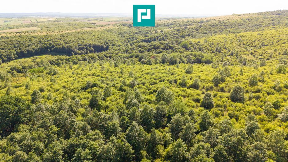 TEREN AGRICOL EXTRAVILAN  22.900 MP LIPOVA - Poză 6