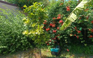 Vila  zona Elisabetin P+2E+M - Poză 7