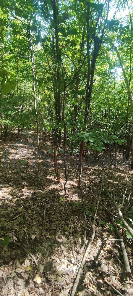Teren forestier de vânzare, 1 ha, județul Neamț, comunele Rediu Borlești, OS Tazlău - Poză 4