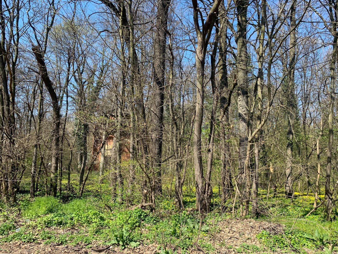 192842 mp teren in Padurea Baneasa proiect exclusivist - Poză 7