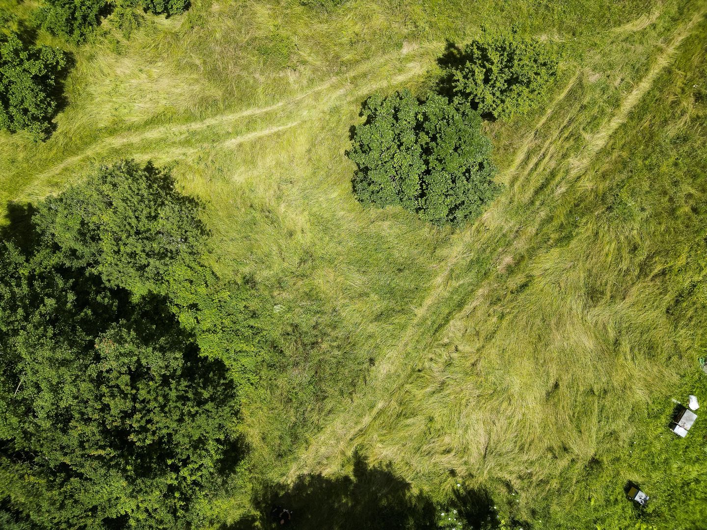 Teren pe deal la Sebiș - Poză 4